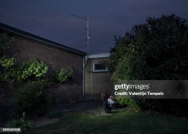 black rooster in garden - fernsehantenne stock-fotos und bilder