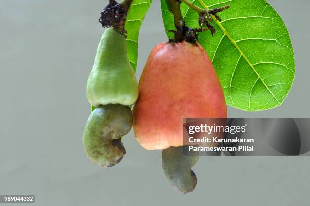 cashew apple and nuts matured and unmatured - cashew ストックフォトと画像