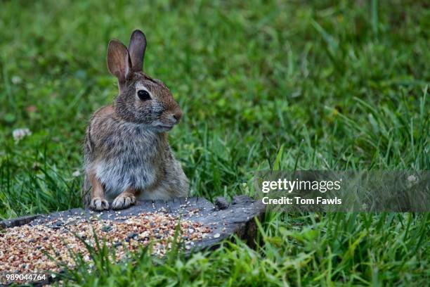 bunny!!! - cottontail stock pictures, royalty-free photos & images