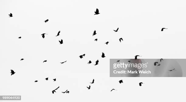 crows - crow stockfoto's en -beelden