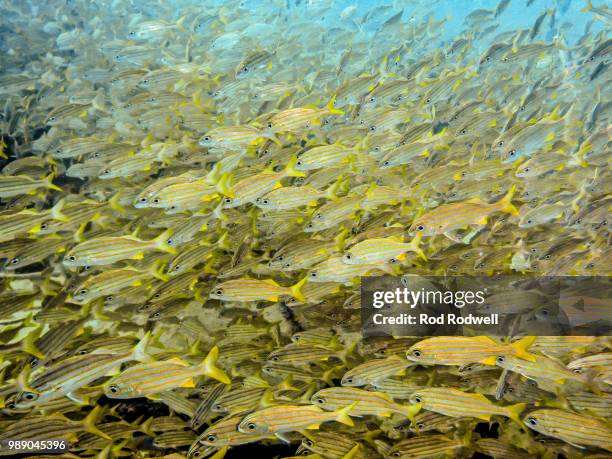 stripes without the stars. - bluelined snapper stockfoto's en -beelden