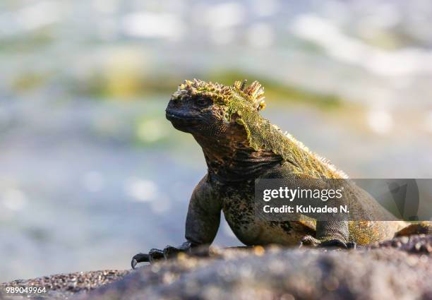 portrait of iguana, ecuador - herpetology stock pictures, royalty-free photos & images