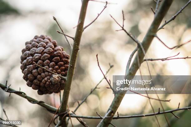 lone pine cone - lone pine tree stock pictures, royalty-free photos & images