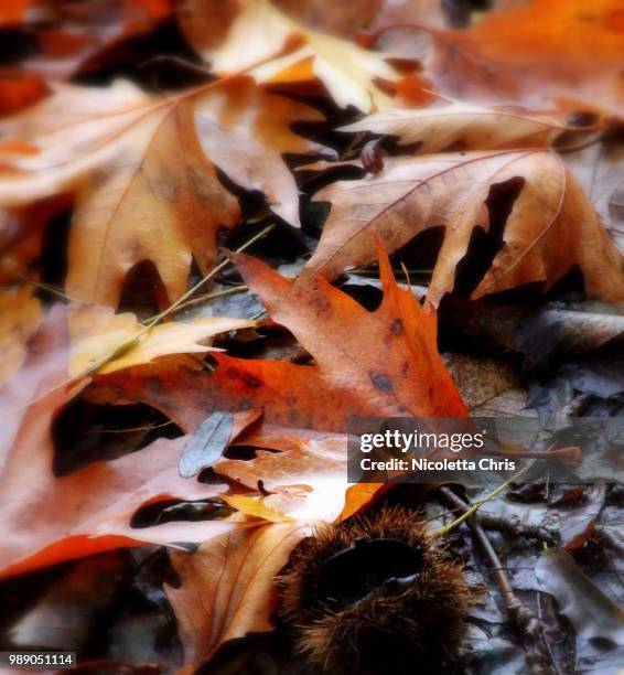 fall - nicoletta stock pictures, royalty-free photos & images