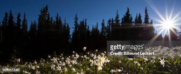 avalanche lilies at dawn, obstruction point, olympic national park, washington - leckert fotografías e imágenes de stock