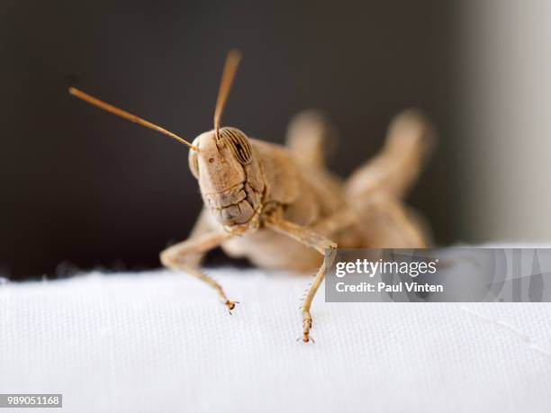 egyptian grasshopper closeup - locusts africa stock pictures, royalty-free photos & images