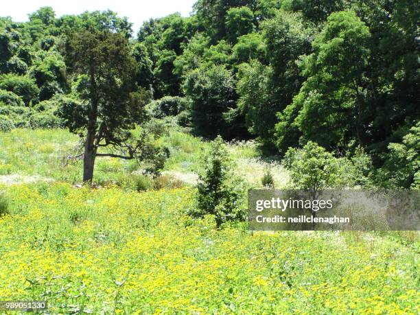 avalon nature preserve, late summer, stony brook, ny - stony brook stock pictures, royalty-free photos & images