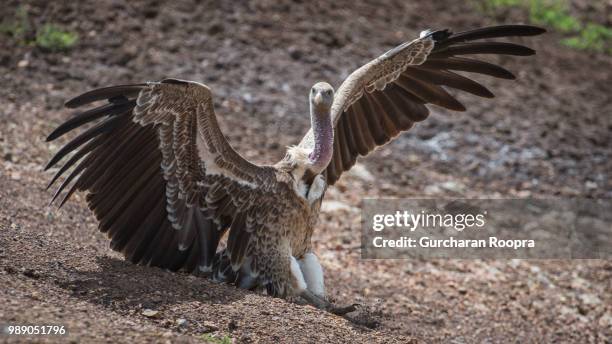 ruppell's landing - cape vulture stock pictures, royalty-free photos & images