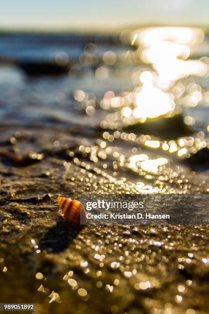 a little conch - conch stock pictures, royalty-free photos & images