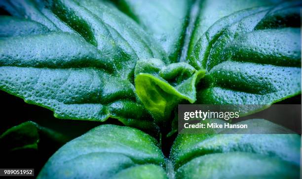 Basal Texture Basal Leaves ストックフォトと画像 - Getty Images