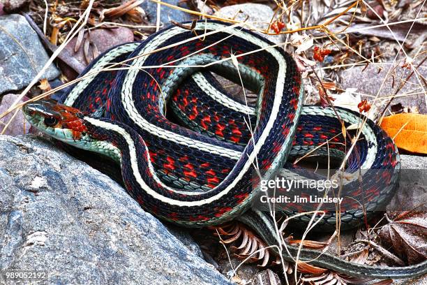 california red-sided gartersnake - kaltblüter stock-fotos und bilder