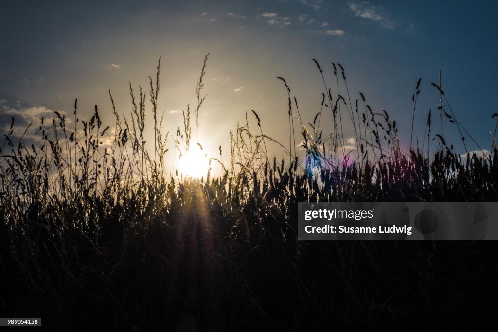 Field of gold