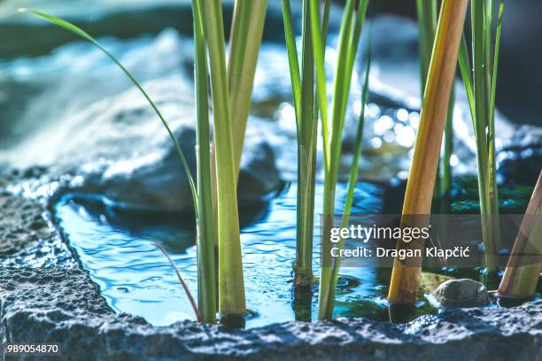 chervil reflection - chervil stock pictures, royalty-free photos & images