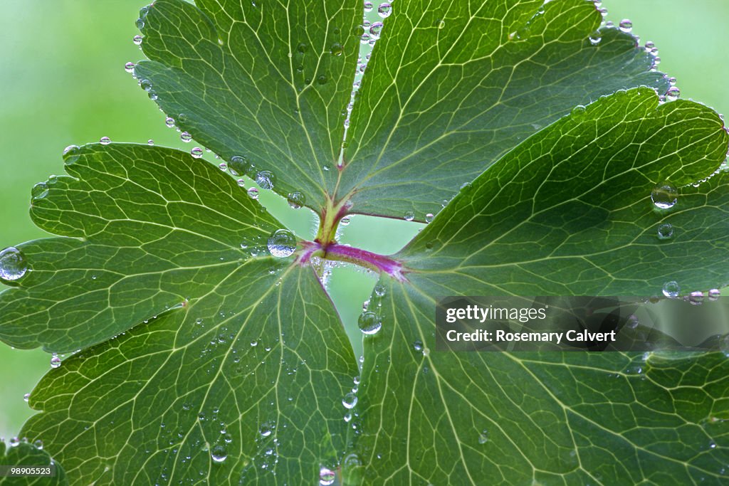 Fresh green aquilegia leaf with waterdrops.