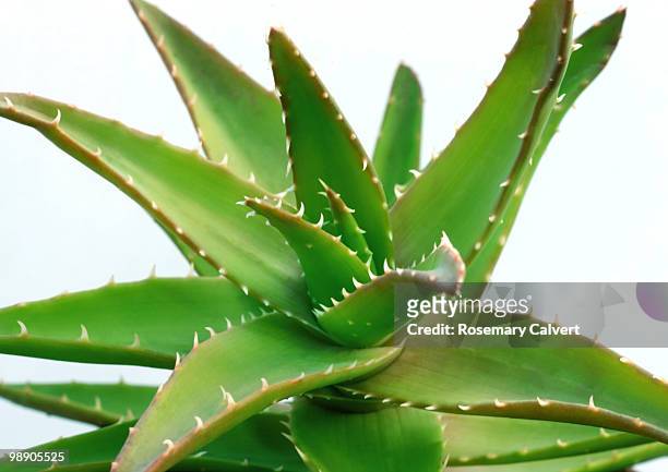 aloe plant in close up on white background. - haslemere stock pictures, royalty-free photos & images