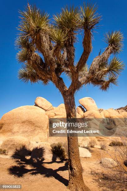 joshua tree and shadow, joshua tree national park, california - leckert fotografías e imágenes de stock