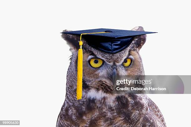 wise owl - wise owl stock pictures, royalty-free photos & images