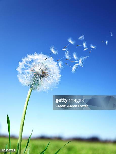 dandelion - dandelion wind stock pictures, royalty-free photos & images