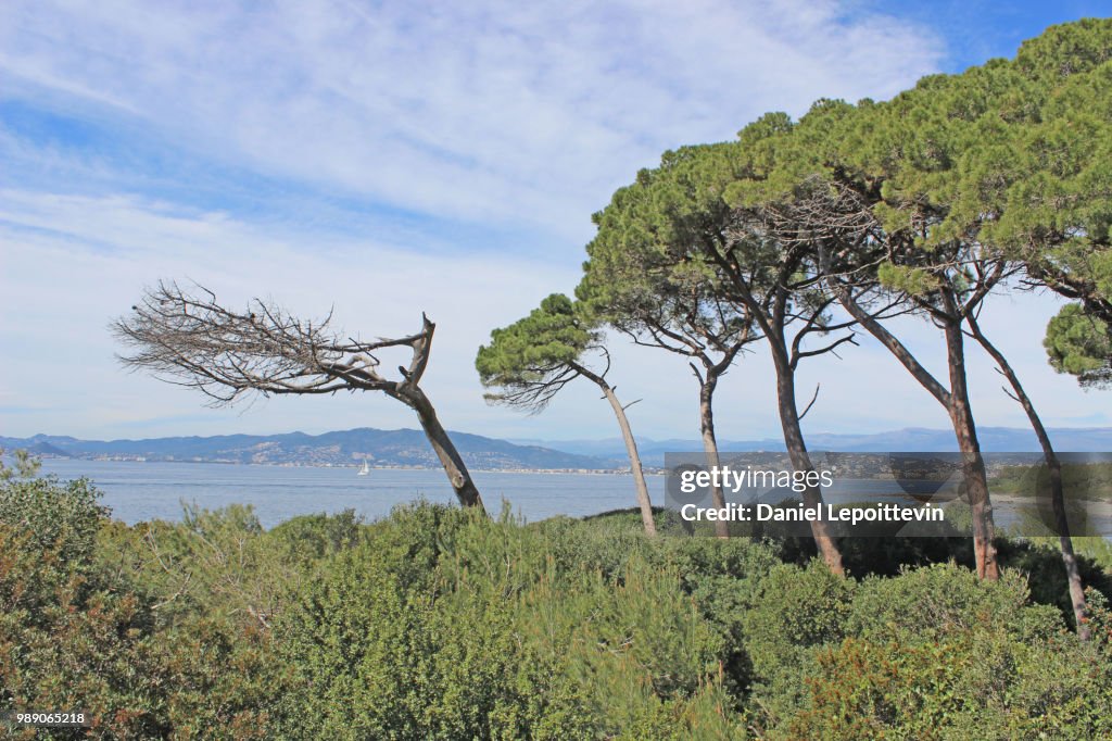 Ste Marguerite couleur
