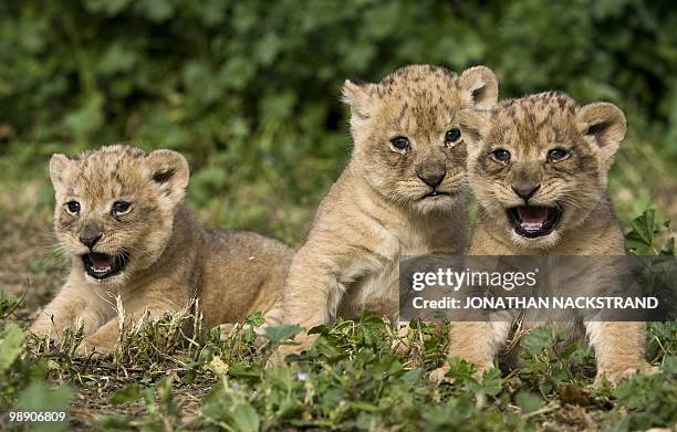 Three one-month-old lion cubs make their first public appearance at the Ramat Gan Zoo near Tel Aviv on February 21, 2010. AFP PHOTO/JONATHAN...