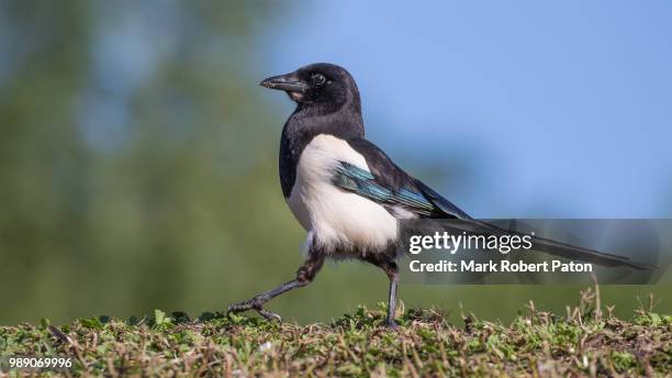 magpie - black billed magpie fotografías e imágenes de stock