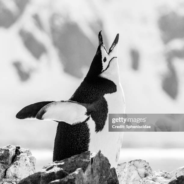 chinstrap #1: calling - chinstrap penguin fotografías e imágenes de stock