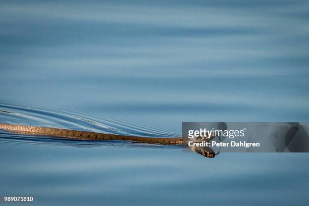 water snake - water snake stock pictures, royalty-free photos & images