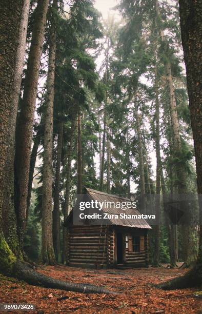 a small log hut in the forest. - shack stockfoto's en -beelden