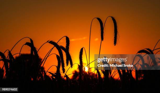 sonnenuntergang im feld - sonnenuntergang stockfoto's en -beelden