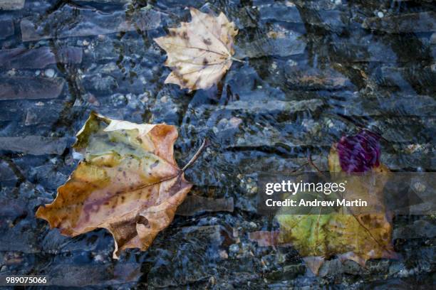 leaves at getty - andrew martin bildbanksfoton och bilder