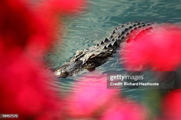 An alligator is seen in the water near the the 18th hole during the second round of THE PLAYERS Championship held at THE PLAYERS Stadium course at...