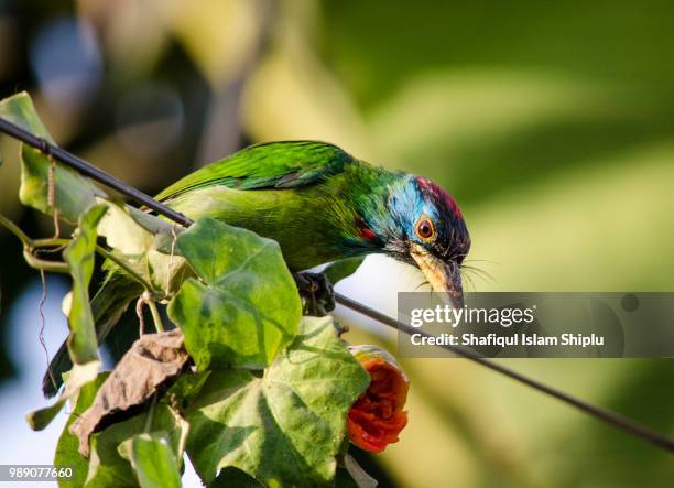 blue-throated barbet / (megalaima asiatica) - barbet photos et images de collection