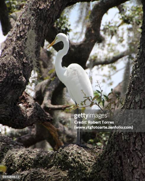 florida egret - www photo com stock pictures, royalty-free photos & images