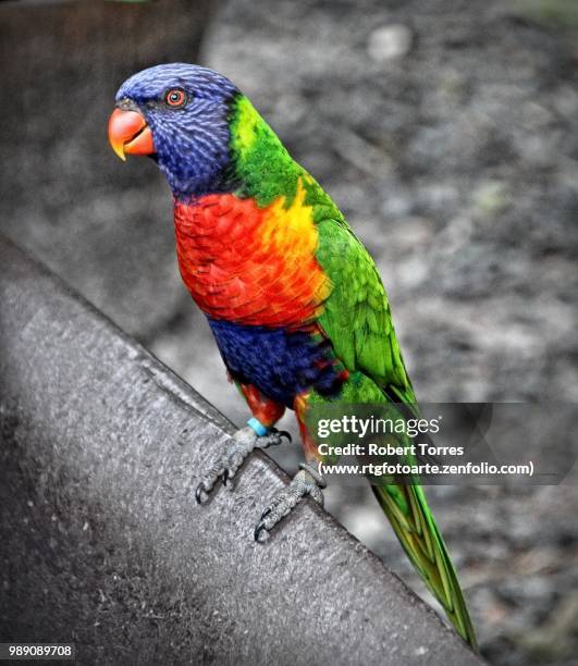 rainbow lorikeet - www photo com stock pictures, royalty-free photos & images