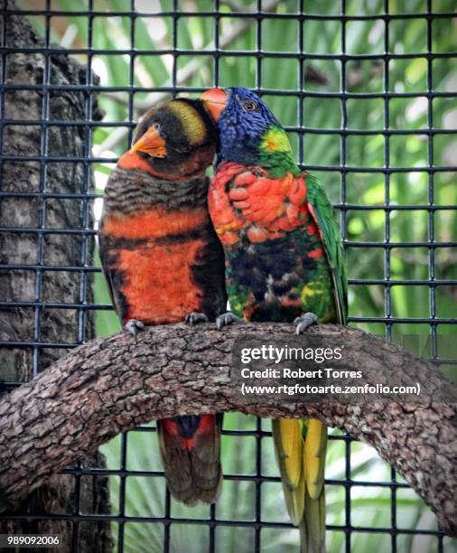 pair of lorikeets - www photo com stock pictures, royalty-free photos & images