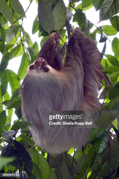 two-toed sloth - insectivora stock pictures, royalty-free photos & images