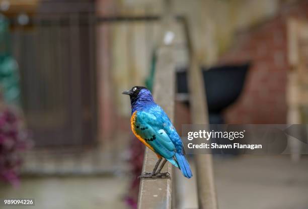 superb starling - superb stock pictures, royalty-free photos & images