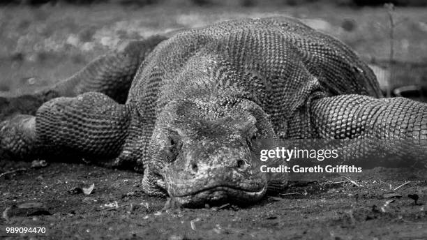 enter the dragon - nusa tengara oriental imagens e fotografias de stock