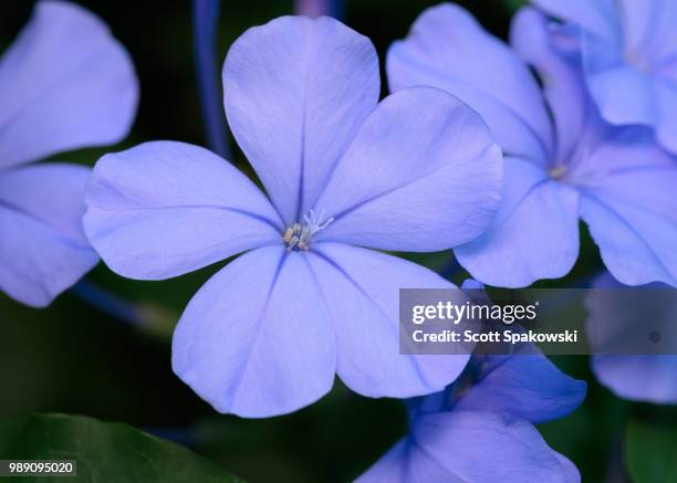 plumbago - plumbago stock pictures, royalty-free photos & images