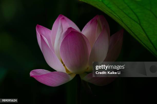 lotus in the shadow 2 - lotus petal stock pictures, royalty-free photos & images