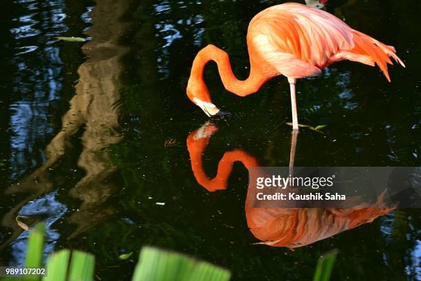 drink your reflection... - roter flamingo stock-fotos und bilder