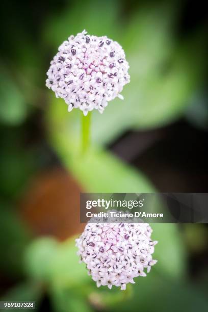 twin flowers - d'amore stock pictures, royalty-free photos & images