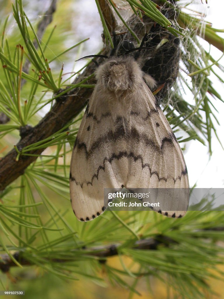 Female Gypsy Moth