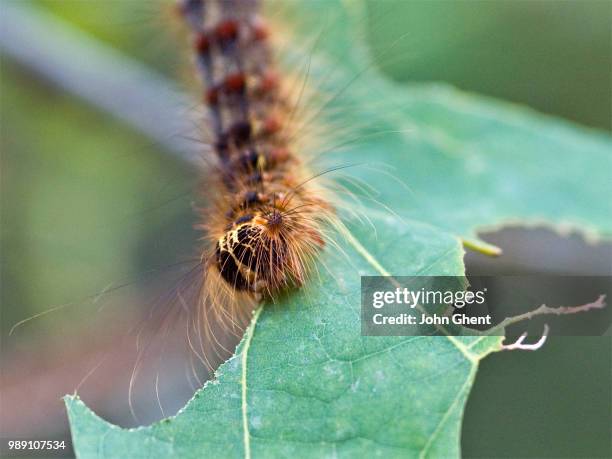 gypsy moth caterpillar - gypsy moth caterpillar stock-fotos und bilder