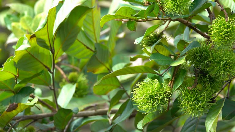 3 Na Rambutan 306 Rambutan Stock Videos, Footage, & 4K Video Clips - Getty Images