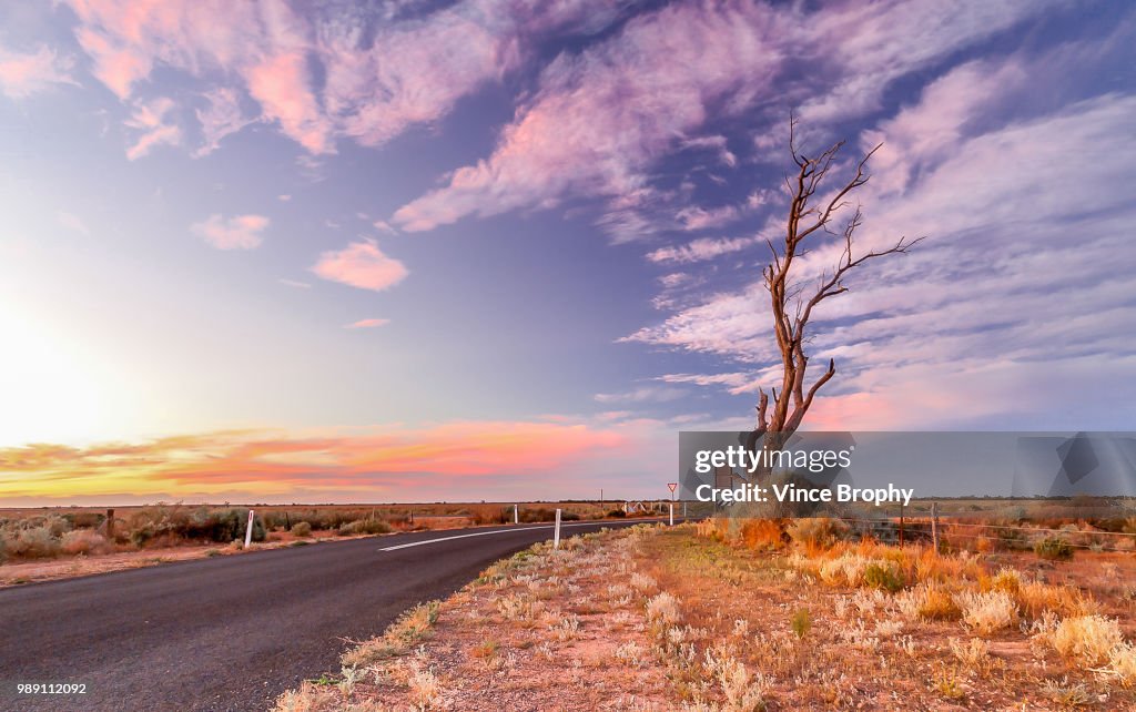 One Tree Sunset