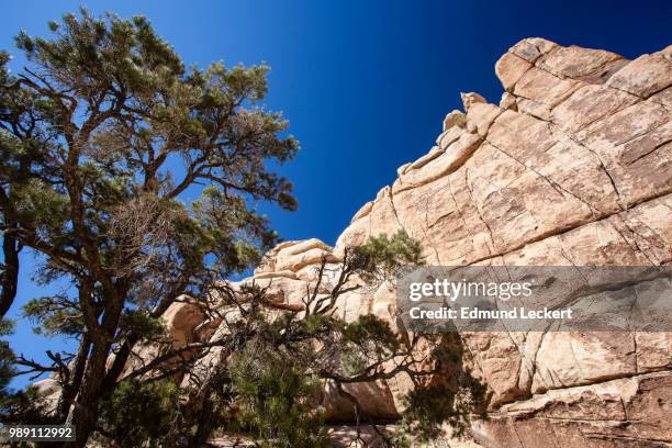 desert wall, joshua tree national park, california - leckert stockfoto's en -beelden
