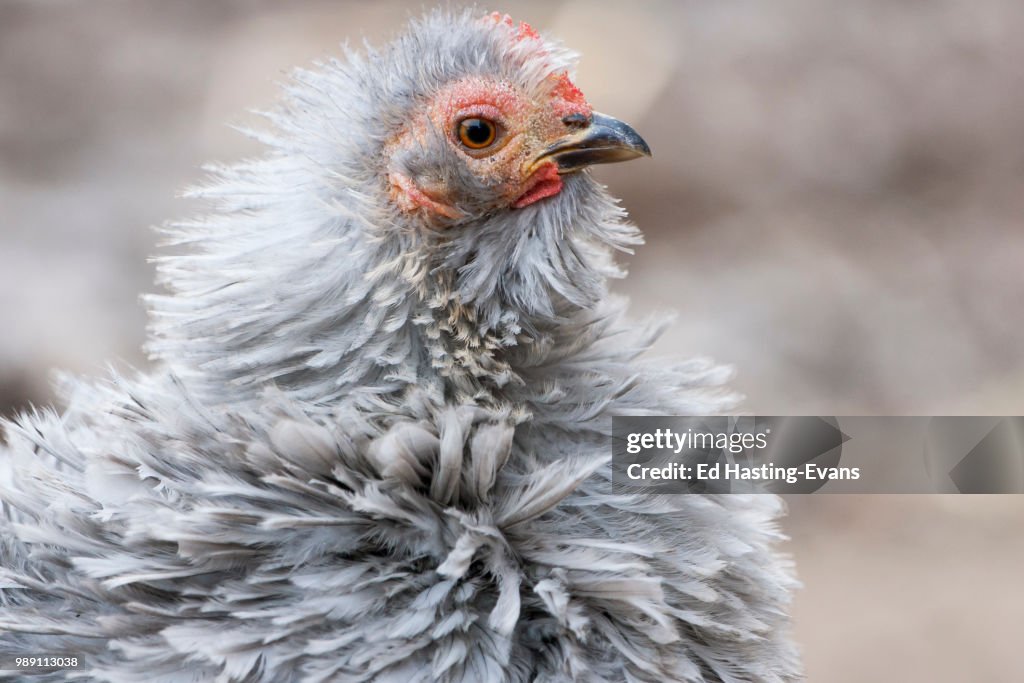 Frizzle chicken