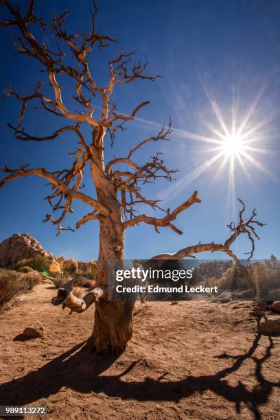 tree, meet shadow, joshua tree national park, california - leckert stockfoto's en -beelden