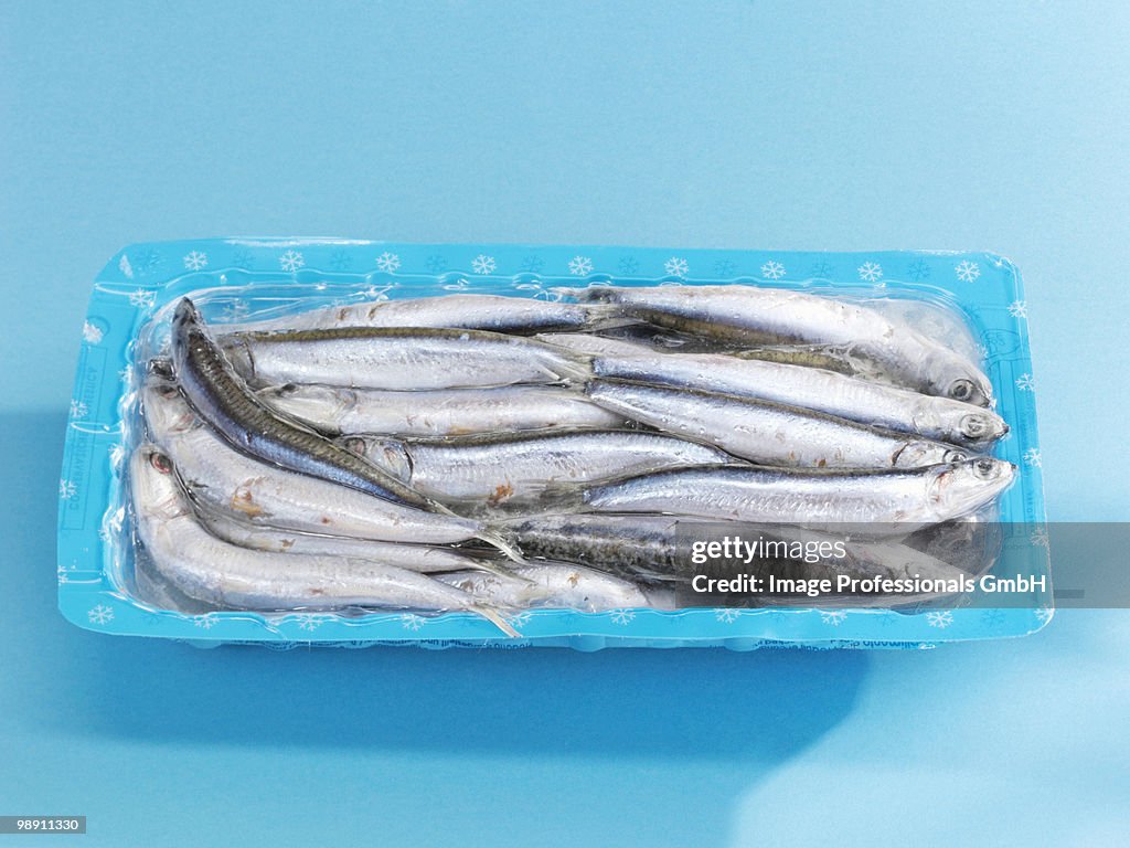 Frozen anchovy against blue background.